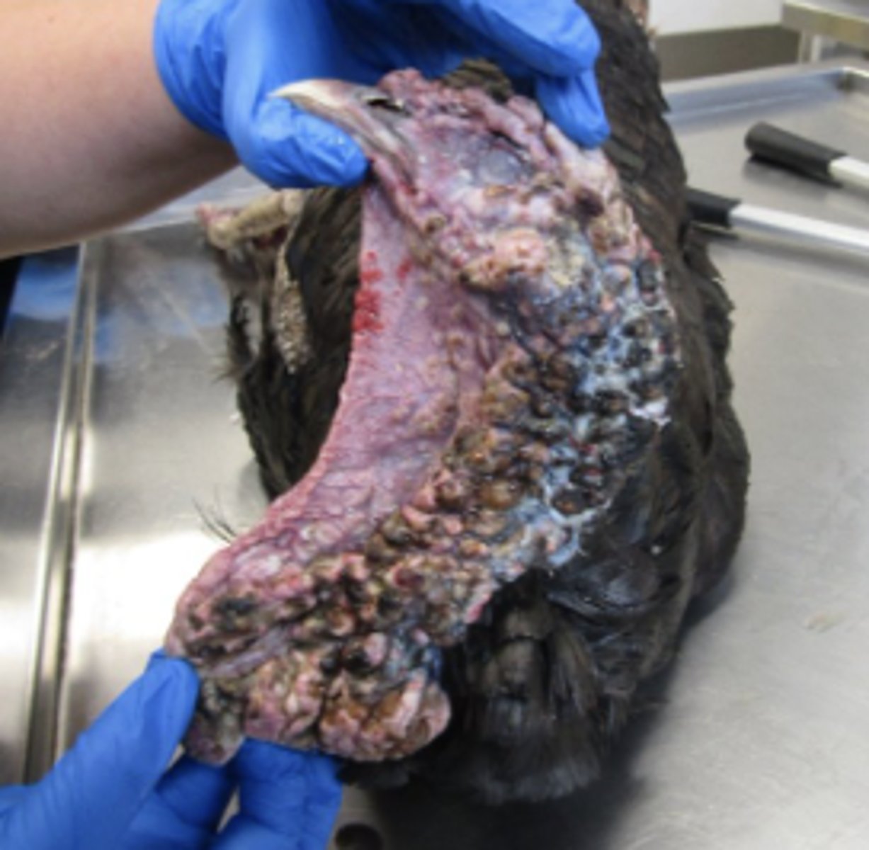 <p>Describe the lesion in this turkey.</p>