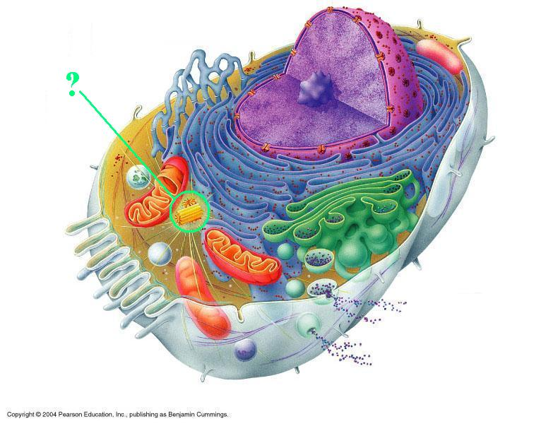 <p>centriole</p>