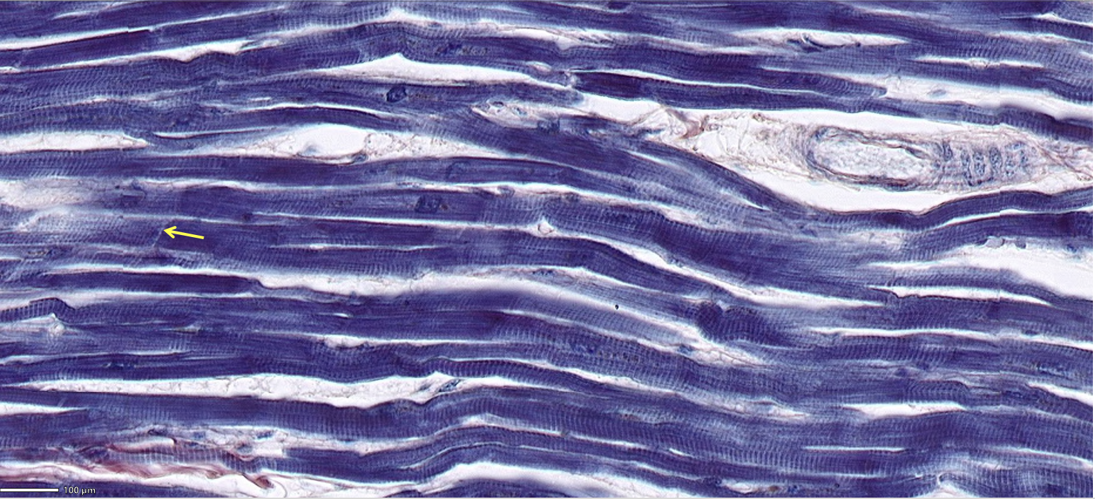 <ol><li><p>Classify the predominant tissue in the field of view.</p></li><li><p>ID the structure at the tip of the arrow and ID 3 of its components.</p></li></ol>