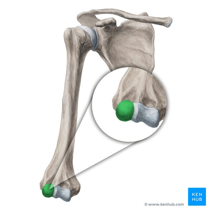 <p>name this bone or bone marking</p>