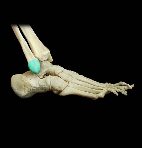 label the right foot where it articulates with the tibia and fibula:
_________