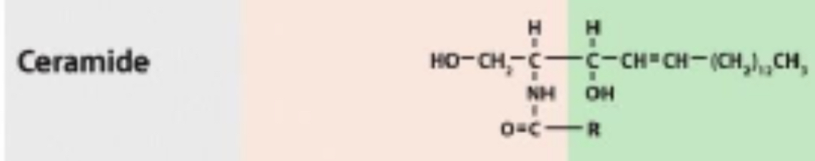 <p>Sphingolipids consist of sphingosine linked to fatty acid by its amino group, called a <strong>ceramide</strong></p>