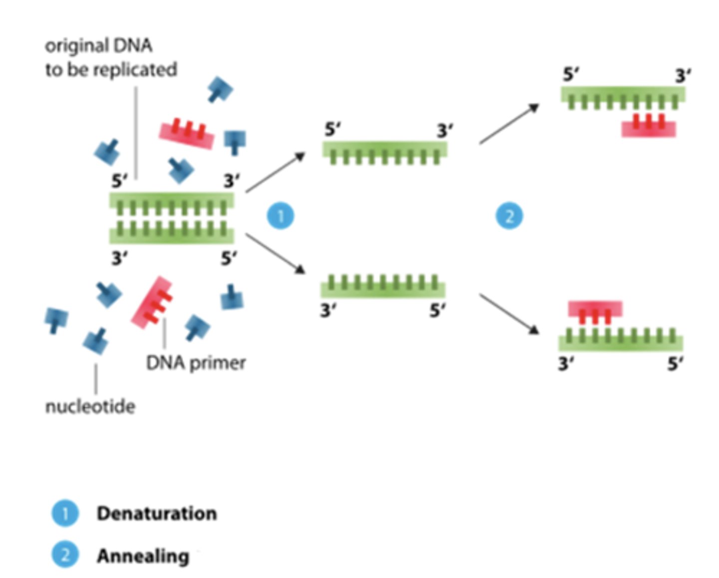 <p>DNA sample is cooled (60C) allowing primers to attach to opposite ends of the target sequence</p>