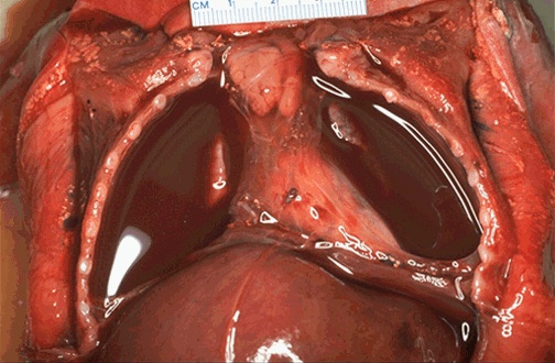 <ol><li><p>Identify patholgy</p></li><li><p>Describe</p></li></ol>
