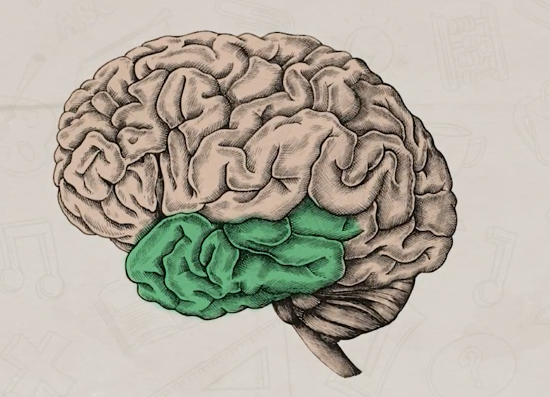 <p>process sounds, helps with language and comprehension </p>