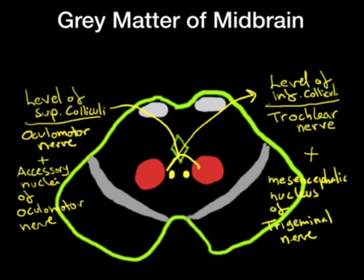 <p>1. <span class="bgP">nuclei n. occulomotorii</span> (motor)</p><p>--&gt; in tegmentum mesencephali</p><p>--&gt; at level of colliculi superiores</p><p></p><p>2. <span class="bgY">nuclei accessorii n. occulomotorii</span> (parasympathetic)</p>