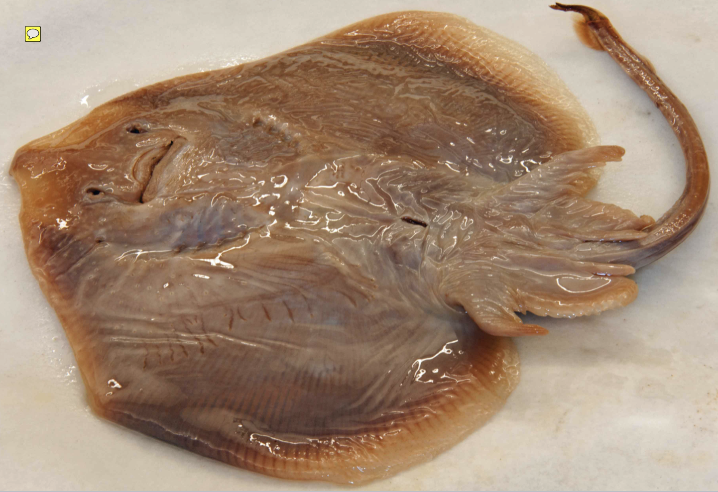 <p>!</p><p>phylum</p><p>subphylum</p><p>superclass</p><p>class</p><p>subclass</p><p>subdivision</p><p>order</p>
