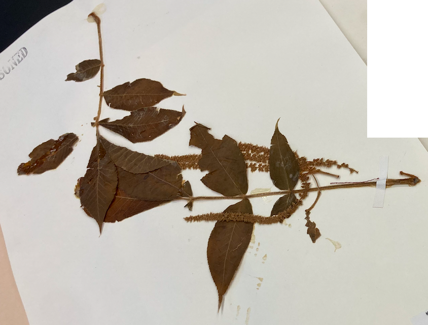 <p>Family + Genus?</p>