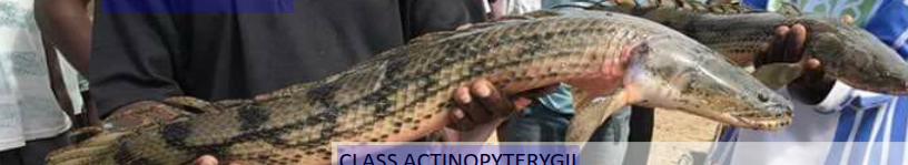 <p>CLASS ACTINOPYTERYGII<br>SUBCLASS Cladistia<br>ORDER Polypteriformes<br><br>• All bichirs have lungs, a skeleton made mostly of cartilage, and a<br>uniquely divided dragon-like dorsal fin.<br>• Restricted to Africa – but not uncommon<br>• Reach lengths to 90cm Lungs<br>• Popular in the aquarium trade. lay Eggs<br>• Sister to all other Actinopterygians. Ganoid scales<br>• Long vexed evolutionary scientists<br>- ganoid scales</p>