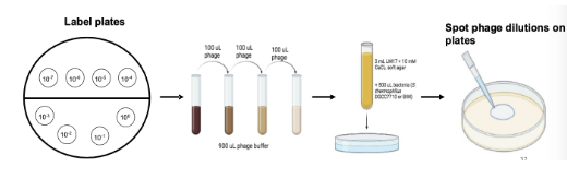 <ul><li><p>Serial dilute your phage (858 and 2972) </p><ul><li><p>1 selected BIM from 2972 infection and 1 BIM from 858 </p></li><li><p>(+) control, DGCC7710 with 858 and 2972 </p></li></ul></li><li><p>Spot tests </p></li><li><p>Plaque assays with your phage dilutions </p><ul><li><p>BIM: 10-1, 10-2, 10-3 </p></li><li><p>(+) control, DGCC7710: 10-4, 10-5, 10-6 </p><ul><li><p>More concentrated phage for BIMs and less for control because the BIMs are more resistant so you want to add more phage, whereas more phage for control will result in full lysis </p></li></ul></li><li><p>(-) control, BIM with no phage </p></li><li><p>(-) control, DGCC7710 with no phage </p></li></ul></li><li><p>15 total plates: 6 2972, 6 858, 3 (+) controls </p></li></ul><p></p>