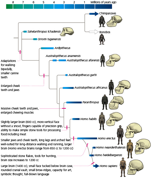 <p>The history of evolution of a species or group, especially in reference to lines of descent and relationships among broad groups of organisms </p><ul><li><p>EX: Studying humans and primates </p></li></ul><p></p>