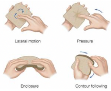 <p>The tactile exploration method used to identify the shape of an object by tracing its outline.</p>