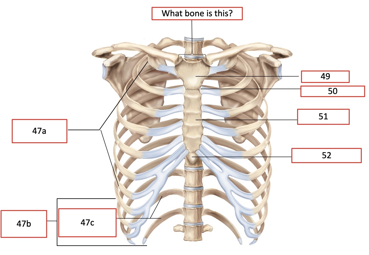 <p>What bone is this?</p>