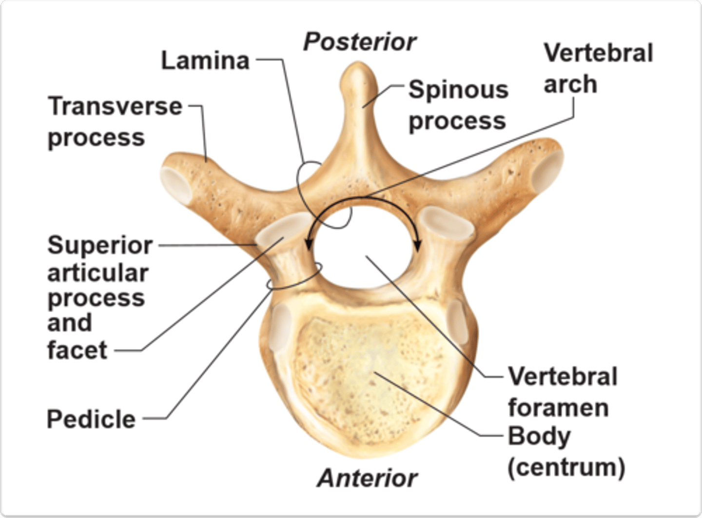 <p>-Superior and inferior epiphyseal rim</p><p>-Pedicle</p><p>-Body</p><p>-Vertebral Arch</p><p>-Vertebral foramen</p><p>-Lamina</p><p>-Superior and inferior vertebral notches</p><p>-Transverse process</p><p>- Transverse tubercle</p><p>- Spinous process</p><p>- spinous tubercle</p><p>-Superior articular process AND facet</p>