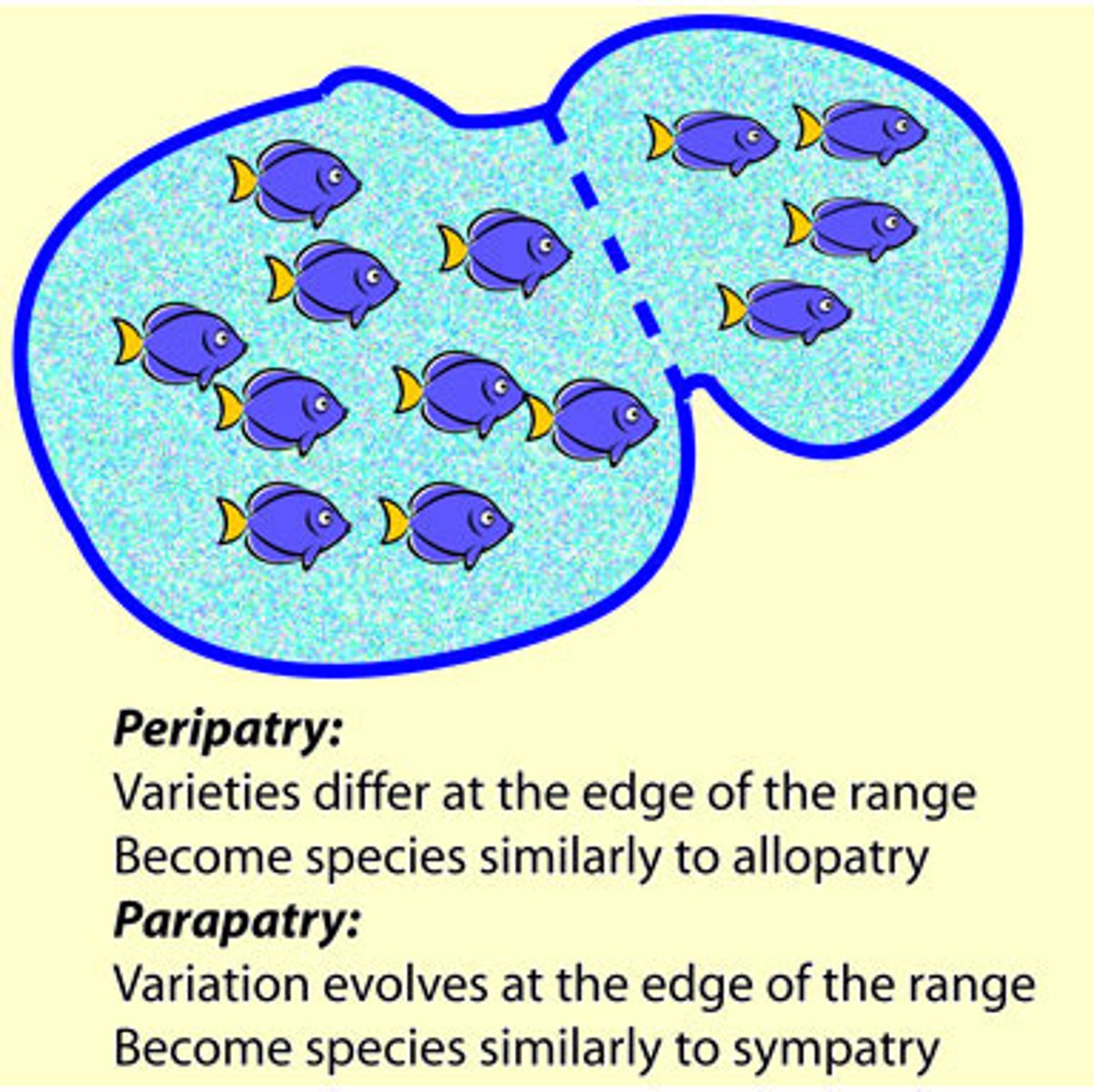 <p>-Reproductive isolation evolves in neighboring populations that share small zones of contact and exhibit modest gene exchange</p><p>-Genetic divergence arises largely through natural selection</p><p>-Often differences in mating habits due to different ecological conditions (nonrandom mating)</p>