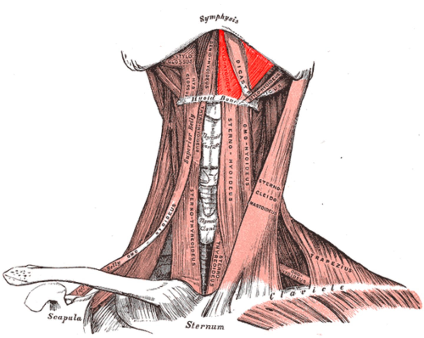 <p>deep to the digastric</p>