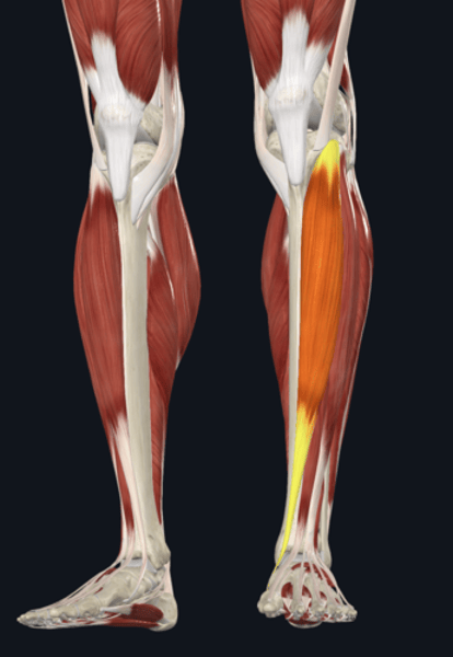 <p>name the yellow highlighted muscle </p>