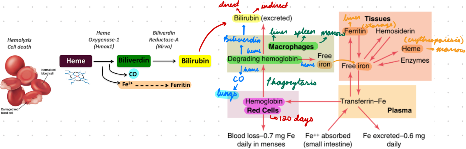 <ol><li><p>RBC circulate for 120 days</p></li></ol><ul><li><p>Biochemical and structural changes = Mark for clearance</p></li></ul><ol start="2"><li><p>RBCs phagocytosed by macrophages</p></li></ol><ul><li><p>In Cells: Liver, spleen, bone marrow</p></li><li><p>In Spleen: Filtration (older RBC undergo hemolysis, healthy RBC survive)</p></li></ul><ol start="3"><li><p>Hb degraded in macrophages</p></li></ol><ul><li><p>Breakdown globin chains → Amino acids</p></li><li><p>Breakdown heme moiety → Fe, biliverdin, CO</p></li></ul><ol start="4"><li><p>Fe bind transferrin → Transport to…</p></li></ol><ul><li><p>Bone Marrow: Produce new RBCs</p></li><li><p>Liver: Storage as ferritin</p></li></ul><ol start="5"><li><p>Biliverdin converted to bilirubin (yellow pigment)</p></li></ol><ul><li><p>Converted to bile in liver → Excreted into intestines → Colour stool brown</p></li></ul><ol start="6"><li><p>CO exhaled from lungs</p></li></ol><p></p>