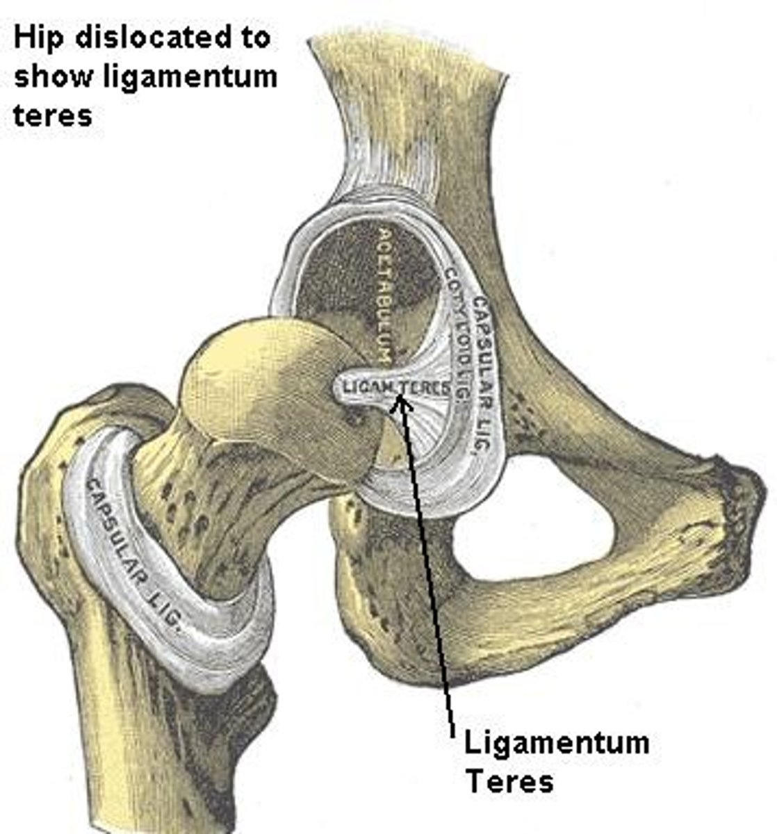 <p>- ligament running from the head of the femur to the acetabular notch</p>