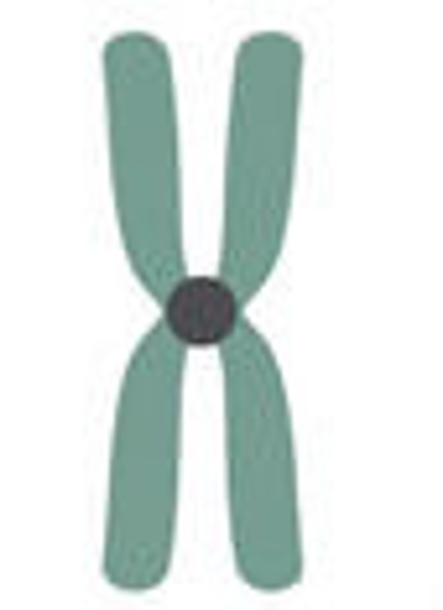 <p>centromere in middle</p>