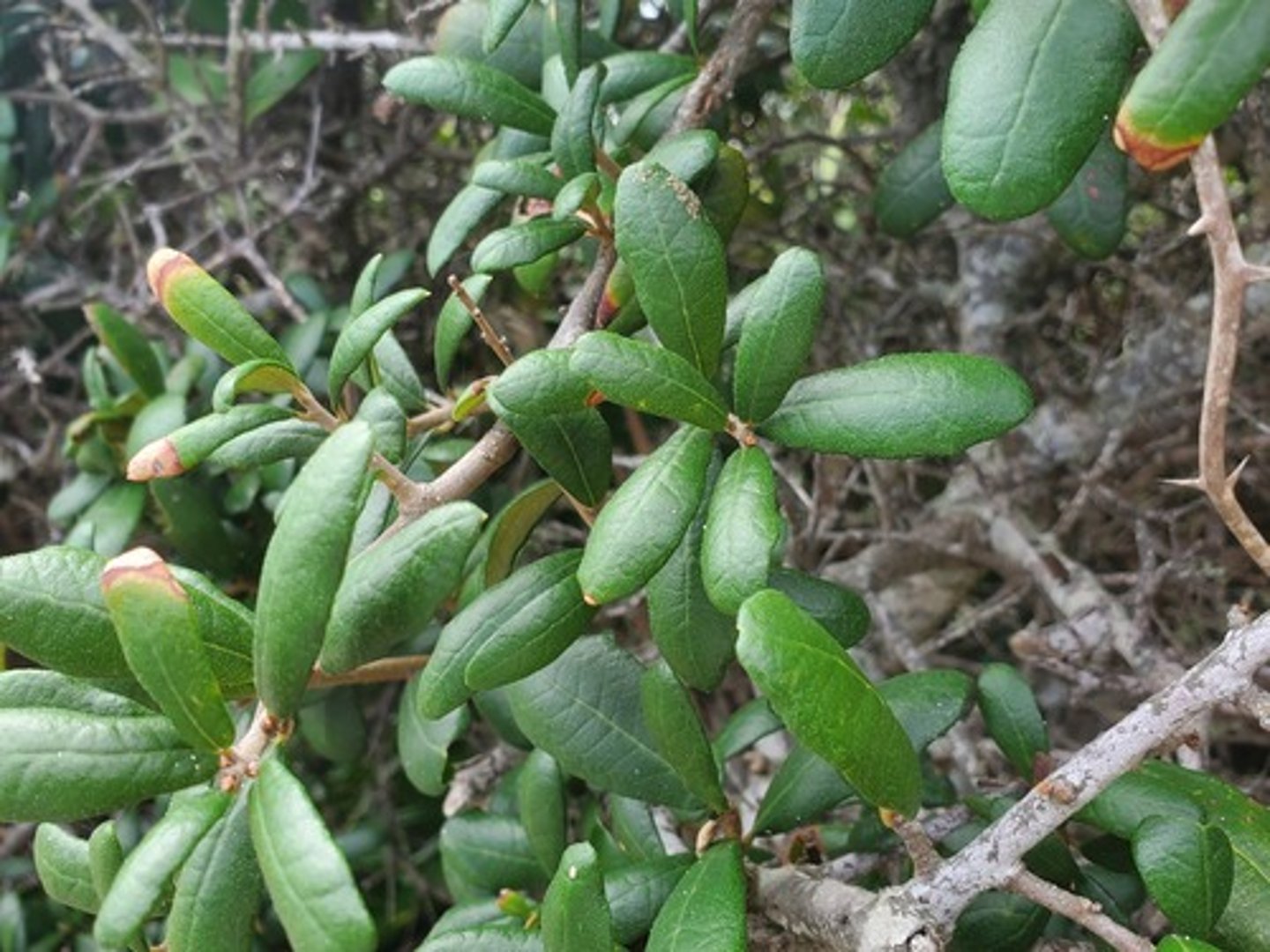 <p>what is the name of the plant pictured here?</p>