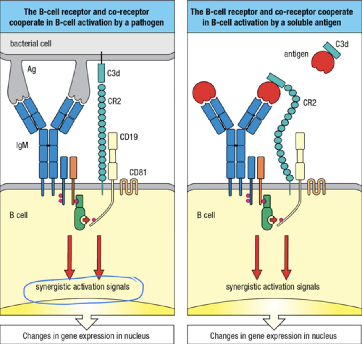 <p>1. The B cell receptor and the co-receptor cooperate in B cell activation by a pathogen</p><p>2. The B cell receptor and co-receptor cooperate in B cell activation by a soluble ag</p>