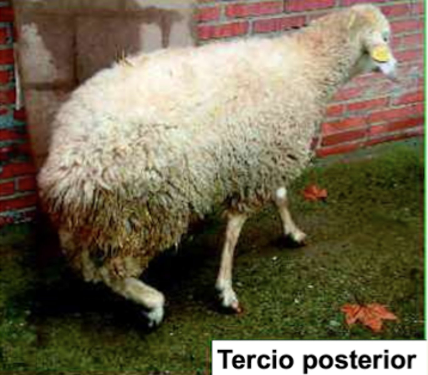 <p>- trote anómalo</p><p>- caídas</p><p>- proiezos</p><p>- adelgazamiento</p><p>- dificultad de extensión de la articulación del menudillo</p><p>- paraplejia, parálisis total, y muerte</p><p>- casos avanzados: mioatrofia de las extremidades posteriores</p>