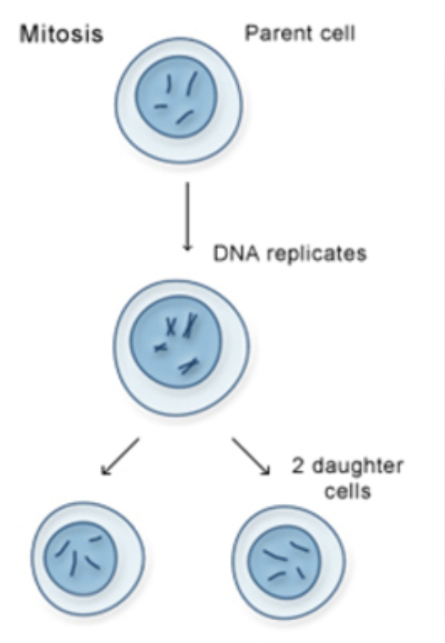 <ol><li><p><span style="font-family: &quot;Times New Roman&quot;, serif"><strong>Parent cell</strong>: Starts with 2n = 46 chromosomes (diploid)</span></p></li><li><p><span style="font-family: &quot;Times New Roman&quot;, serif"><strong>DNA replicates</strong>: So now there’s double the info</span></p></li></ol><ul><li><p><span style="font-family: &quot;Times New Roman&quot;, serif">The number of chromosomes stays the same (46)</span></p></li><li><p><span style="font-family: &quot;Times New Roman&quot;, serif">BUT each chromosome now has two sister chromatids (basically a "copied" arm)</span></p></li><li><p><span style="font-family: &quot;Times New Roman&quot;, serif">So we went from 46 single chromosomes → 46 duplicated chromosomes</span></p></li></ul><ol start="3"><li><p><span style="font-family: &quot;Times New Roman&quot;, serif">Cell splits into <strong>2 identical daughter cells - They're exactly the same as the parent cell and each other</strong></span></p></li><li><p><span style="font-family: &quot;Times New Roman&quot;, serif">Each one <strong><u>still</u></strong> has 2n = 46 chromosomes</span></p></li></ol><p></p>