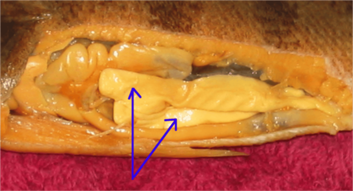 <p>Male reproductive organs (paired) that produce sperm.</p>