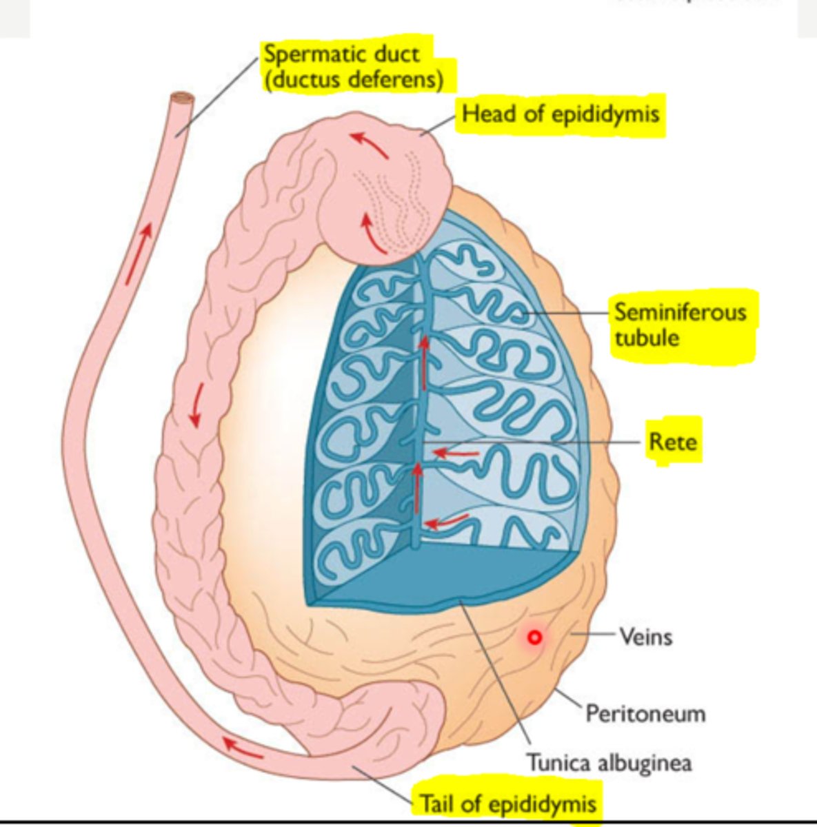 <p>-Long thin tube that extends all that way to the urethra, close to where the uretha arises from the bladder</p><p>- continuous with the tail of the epididymis</p>