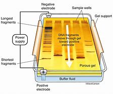 <p>a way to separate fragments of DNA based on their size</p><p>The electric field causes the molecules to migrate through the gels with smaller and more negatively charged molecules move faster than larger less negatively charged molecules</p>