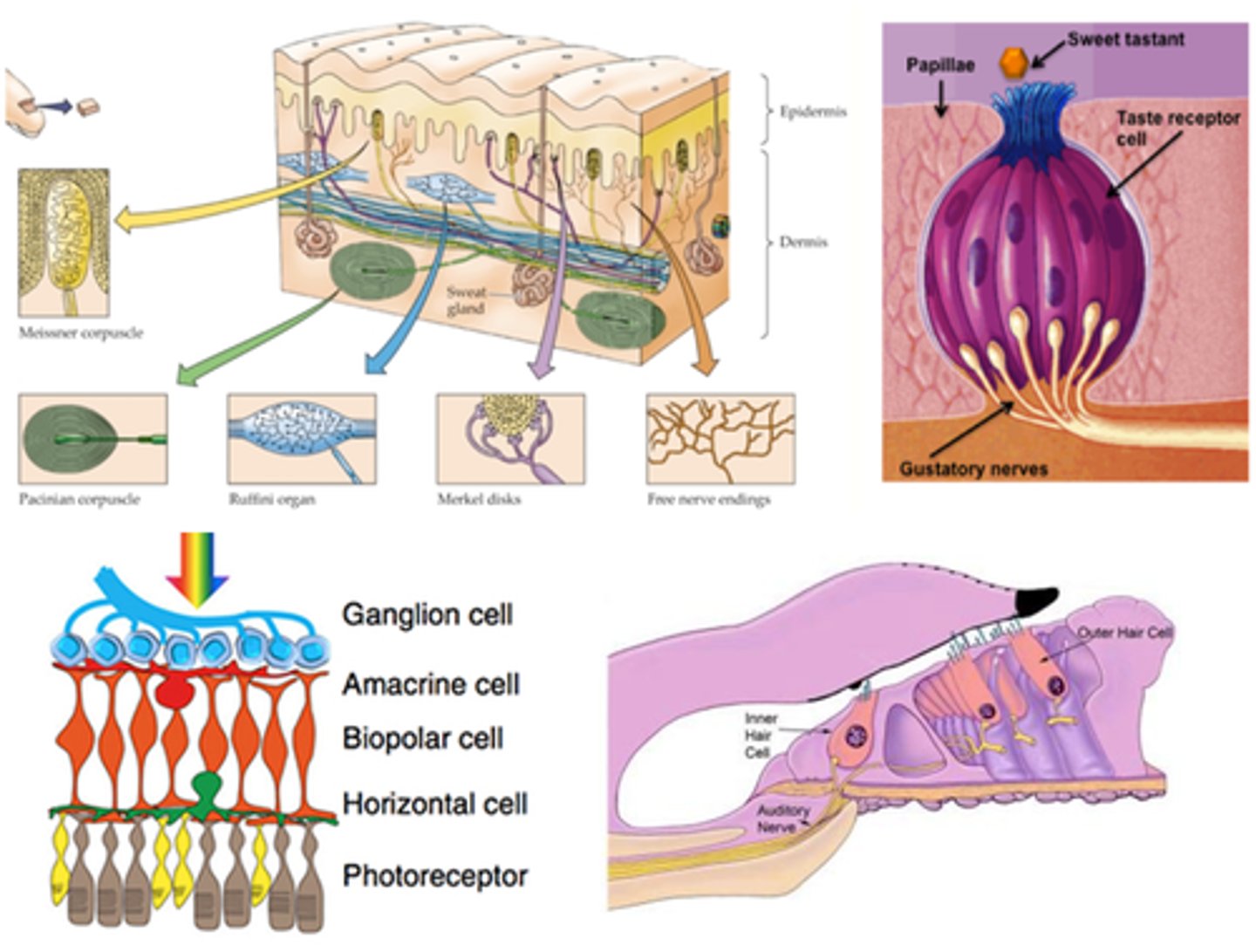 <p>What are some specialist cell types?</p>