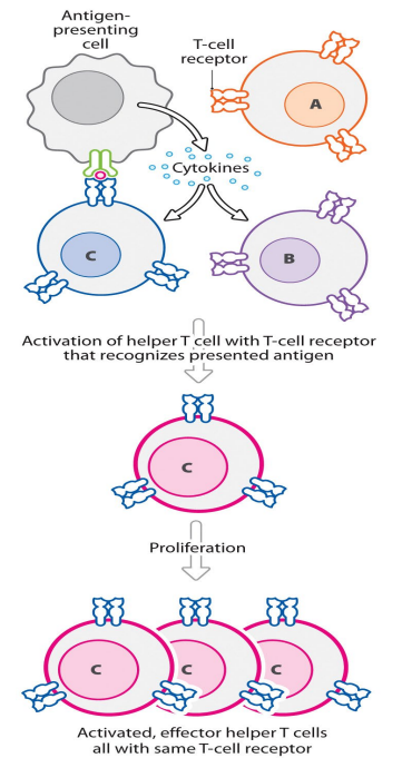 <p>- APC releases cytokines that attract naive CD4+ T cells</p><p>- TCRs recognise foreign antigen presented on MHCs by APCs</p><p>- each naive CD4+ T cell has lots of identical TCRs (same specificity)</p><p>- different CD4+ T cells have different TCRs and antigen specificities</p><p>- Naive CD4+ T cell specific for presented antigen (C in this case) is activated and begins to divide</p><p>- Results in many activated effector CD4+ T-helper (Th) cells, all bearing TCRs specific for the activating antigen</p><p>- process takes several days to complete = clonal expansion (lymph node swelling)</p>