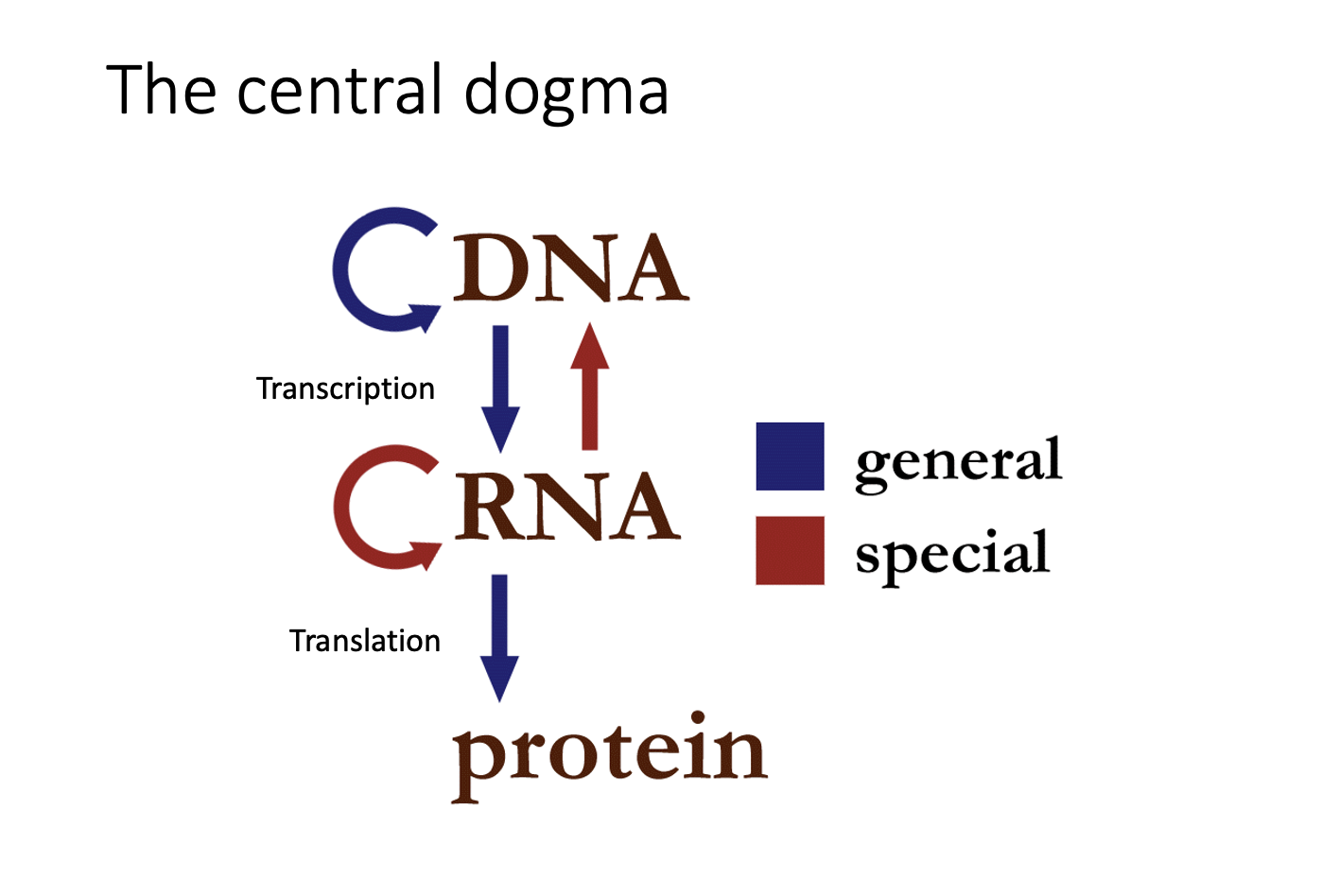 <ul><li><p>Flow of genetic info within a biological system</p></li><li><p>Once info is passed into protein, it cannot get back out</p></li><li><p>Curved red arrow around RNA</p></li><li><p>Red arrow going to DNA: DNA synthesised using mRNA template</p></li></ul><p></p>