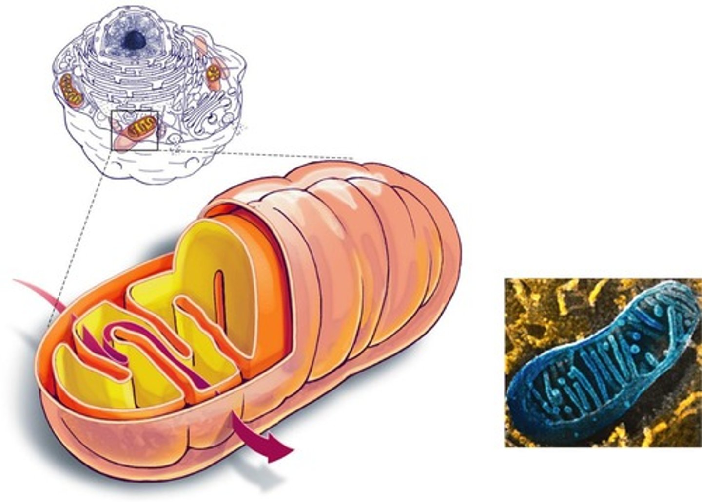 <p>Site for ATP synthesis; requires oxygen.</p>