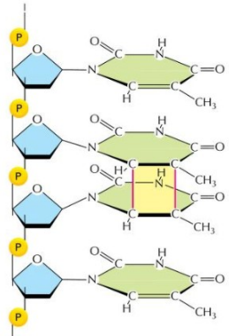 <p>Thymine Dimers</p><ul><li><p>What are thymine dimers?</p></li><li><p>What type of bond is formed?</p></li><li><p>What do thymine dimers inhibit?</p></li></ul><p></p>