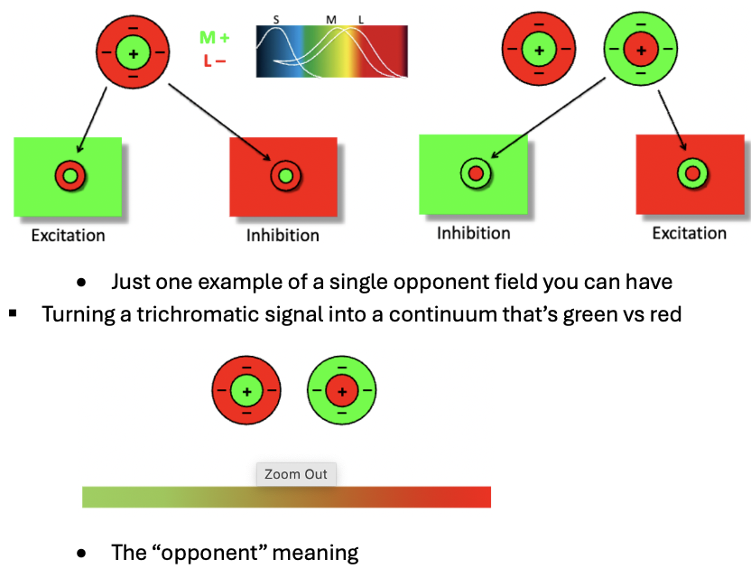 <p><span style="color: red">respond to colors of broad / large areas</span></p><ul><li><p>Still has excitatory and inhibitory sections but on top of that, the signals are excited by different color factors</p><ul><li><p>Center is excited by M cones (green)</p></li><li><p>Outside is excited by L cones (red)</p></li></ul></li></ul><p></p>