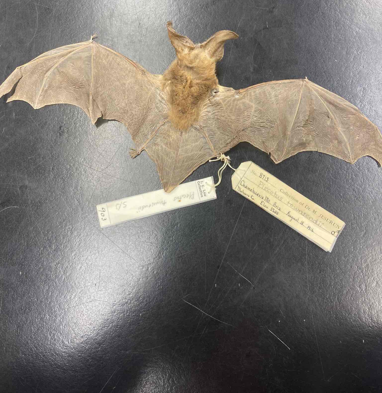 <p>Corynorhinus townsendii</p><ul><li><p>VA state Bat</p></li></ul>