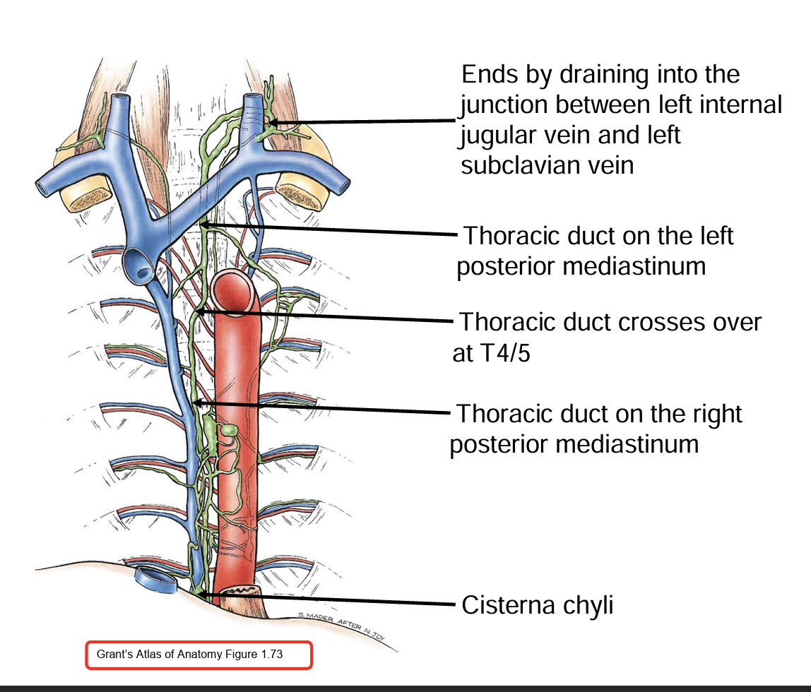 <ul><li><p class=""><strong>Origin</strong>: The thoracic duct begins at the <strong>cisterna chyli</strong> (a dilated sac) at the level of <strong>L1-L2</strong> in the <strong>abdomen</strong>.</p></li><li><p class=""><strong>Abdominal Course</strong>: It ascends along the <strong>right side of the aorta</strong> in the abdomen, passing through the <strong>diaphragm</strong> at the <strong>aortic hiatus</strong> at <strong>T12</strong>.</p></li><li><p class=""><strong>Thoracic Course</strong>: In the thoracic cavity, it initially runs along the <strong>right side of the vertebral column</strong>, then crosses to the <strong>left side</strong> around <strong>T5-T6</strong>.</p></li><li><p class=""><strong>Termination</strong>: The duct empties into the <strong>left venous angle</strong>, where the <strong>left internal jugular vein</strong> meets the <strong>left subclavian vein</strong>.</p></li></ul><p></p>
