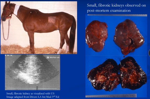 <p><span style="background-color: transparent;"><strong>Chronic Kidney Disease</strong></span></p>