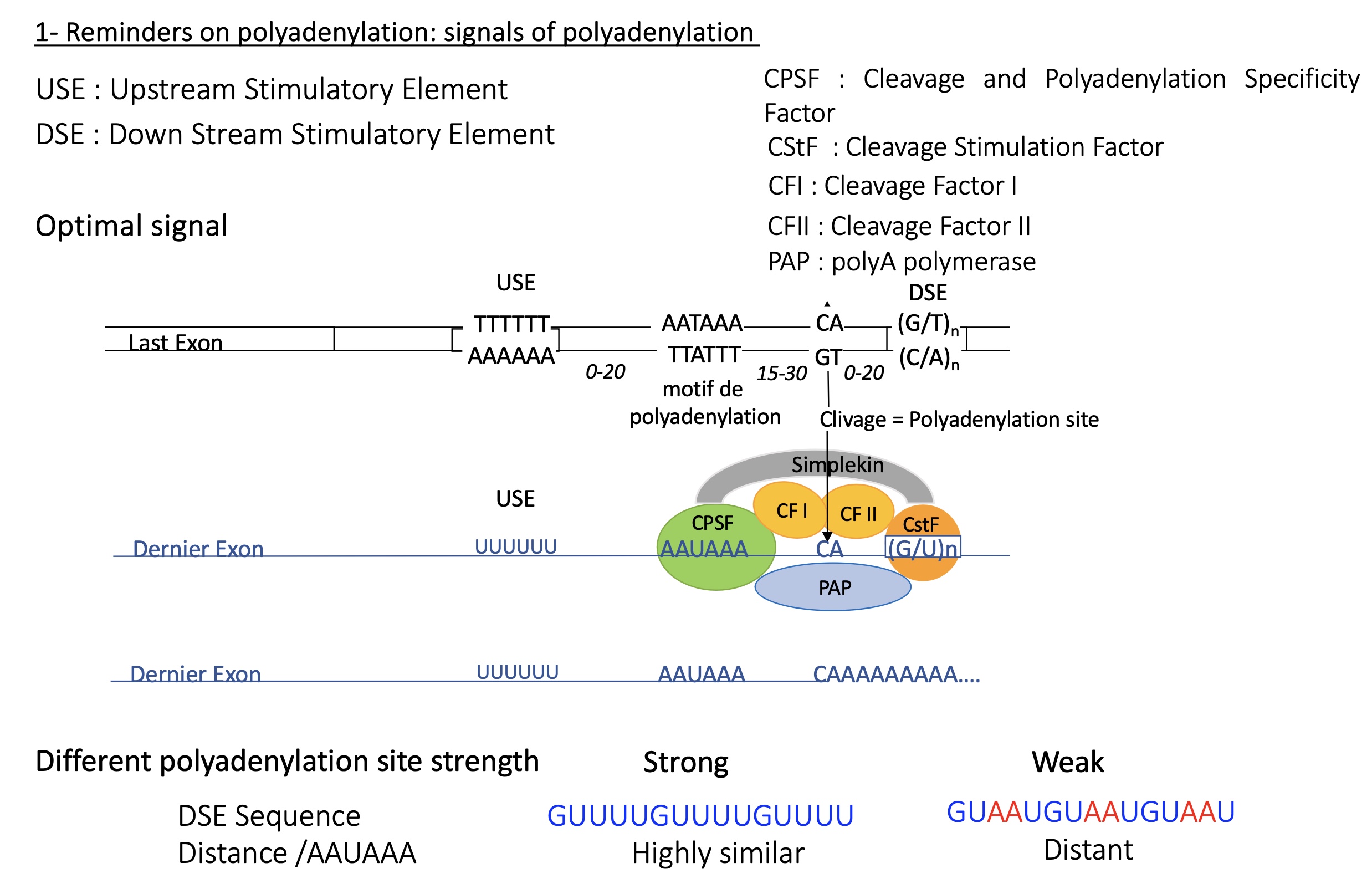 <p>DNA sequence :&nbsp;</p><ul><li><p>USE = upstream stimulatory element (T/A)</p></li><li><p>polyadenylation motif (T/A)</p></li><li><p>polyadenlyation/cleavage site&nbsp;</p></li><li><p>DSE =down stream stimulatory element&nbsp;</p></li></ul><p>mRNA transcribed : factors recruited due to specific sequence on mRNA from DNA&nbsp;</p><ul><li><p>CPSF (cleavage and polyadenylation specific factor) binds to polyadenylation motif&nbsp;</p></li><li><p>CF I/II (cleavage factors) and PAP (polyA polymerase) binds to polyadenylation site &nbsp;</p></li><li><p>CstF (cleavage stimulation factor) binds to DSE</p></li></ul><p>the further the DSE sequence resembles the consensus sequences the healer it is and therefore polyA is less </p><p></p>