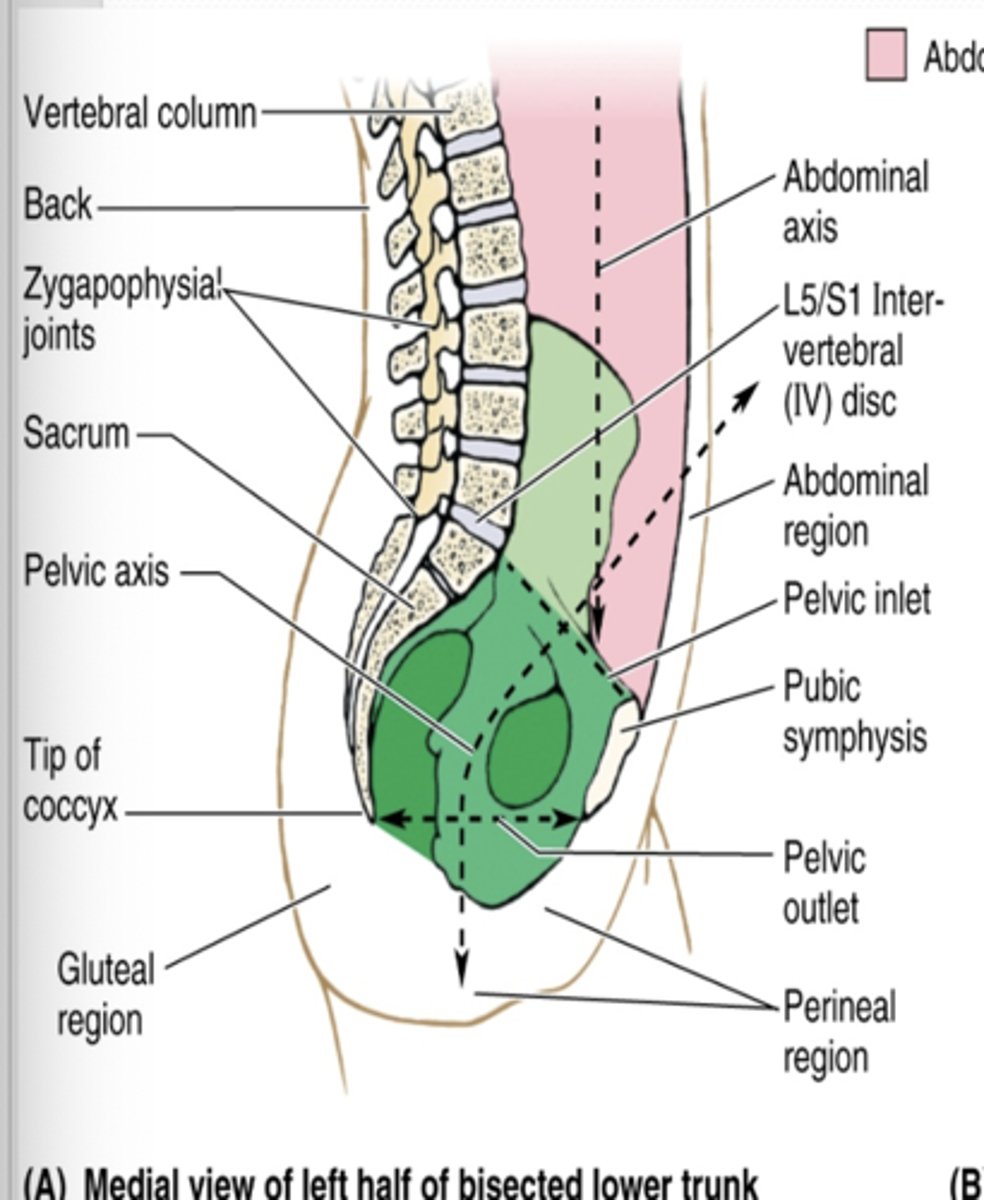 <p>What is the posterolaterally external boundary of the pelvis? </p>