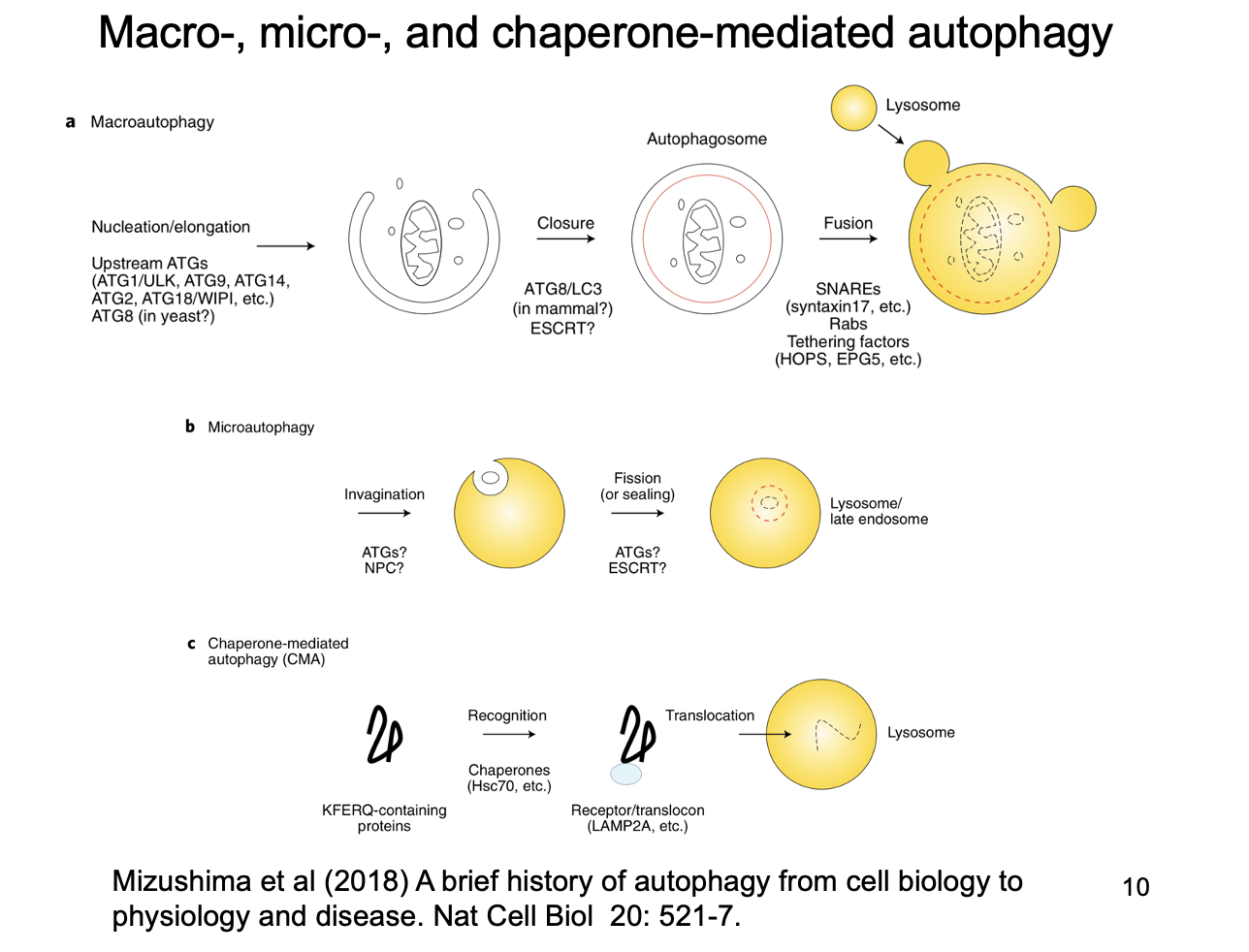 <ol><li><p>Macro→ normal ‘autophagy’</p></li><li><p>Micro→ invagination of autophagic substrates into autophagosomes</p><ul><li><p>doubled up by lysosomes</p></li></ul></li><li><p>Chaperone mediated→ translocation of chaperone-bound denatured substrates from the cytosol <strong>across</strong> the lysosome membrane into the lysosome</p><ul><li><p>i.e the protein is translocated in directly</p></li></ul></li></ol><p></p>