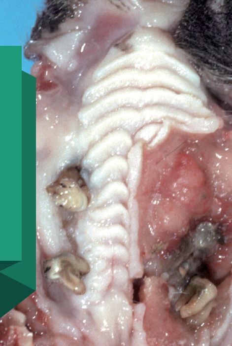 \-malignant tumor of squamous cell from epithelial 