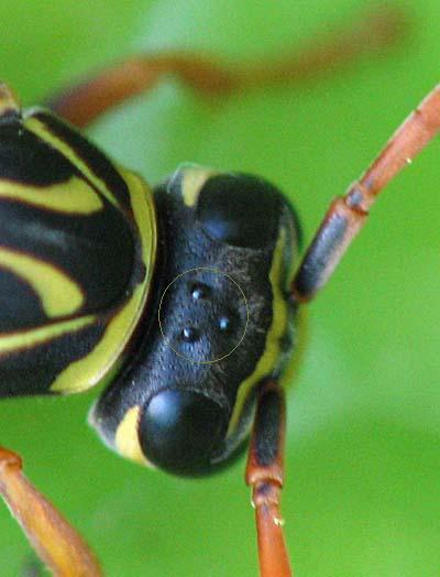 <p>Ocelli</p>