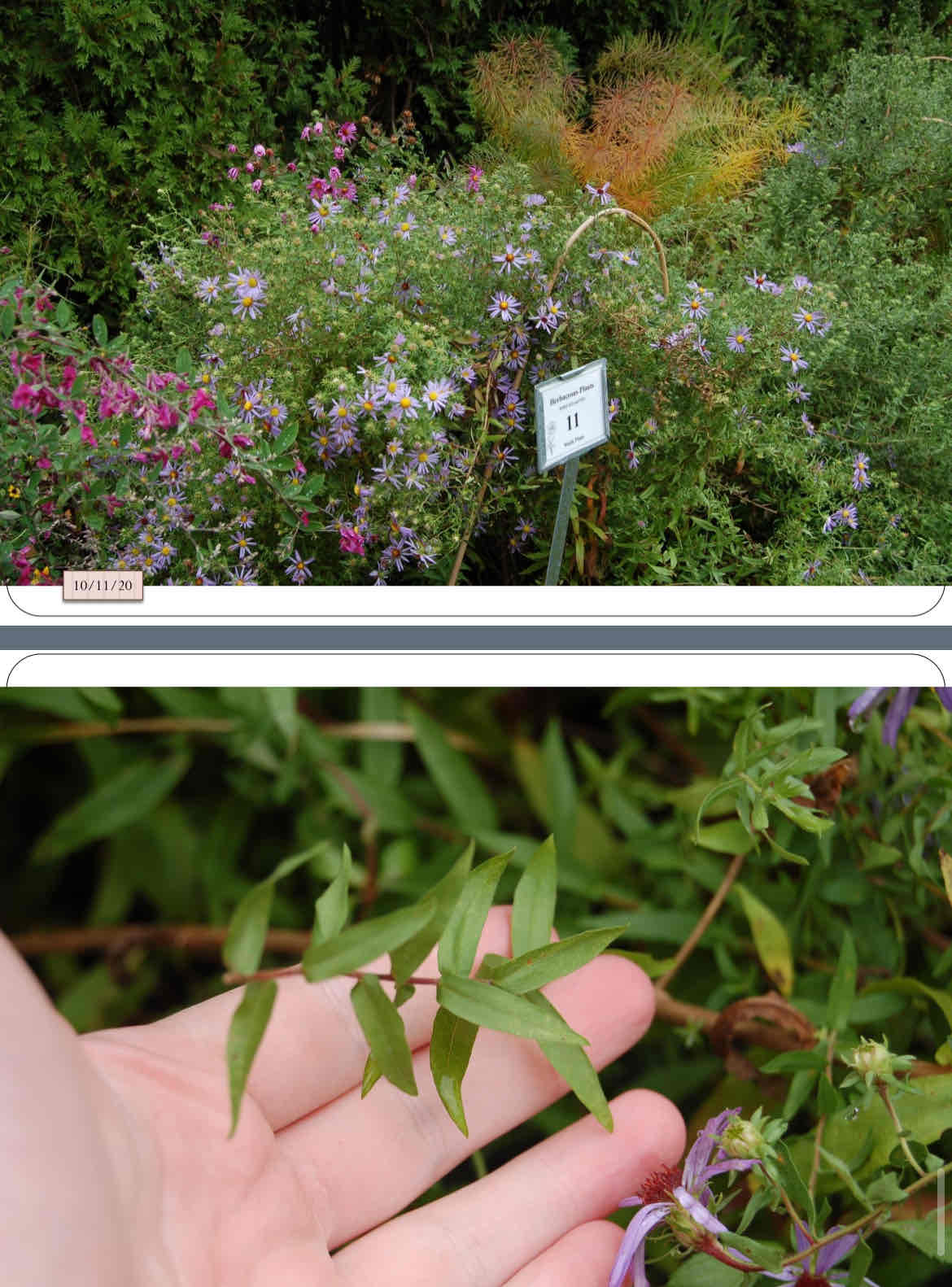 <p>fall blooming, purple ray flowers, shorter than new england aster, bushier and denser</p>