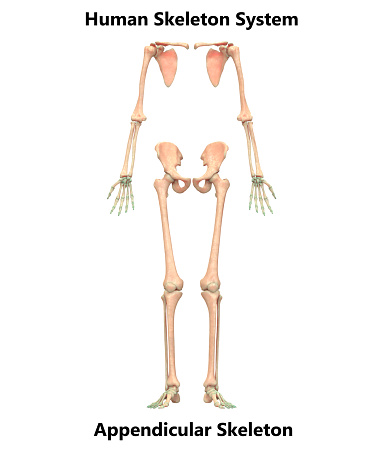 <p>Arms and legs (limbs)</p>