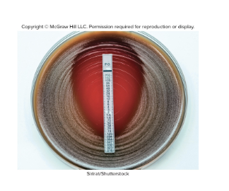 <p>Same idea as the Disc Diffusion, but instead of filter paper discs, there is a strip of paper has a gradient of the antibiotic</p><ul><li><p>the antibiotic will diffuse out into the growth media and create a zone of inhibition</p></li><li><p>The place where the zone of inhibition meets the strip at the bottom tells us the MIC number</p></li></ul><p></p>