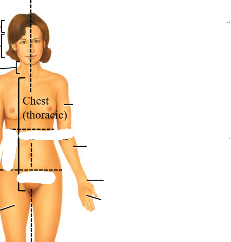 <p>thoracic</p>
