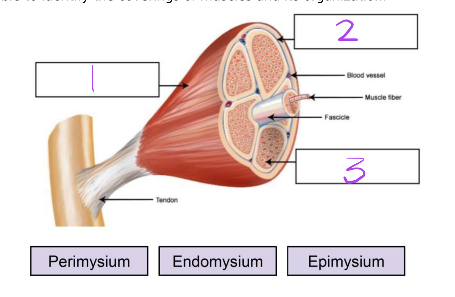 <p>Endomysium</p>